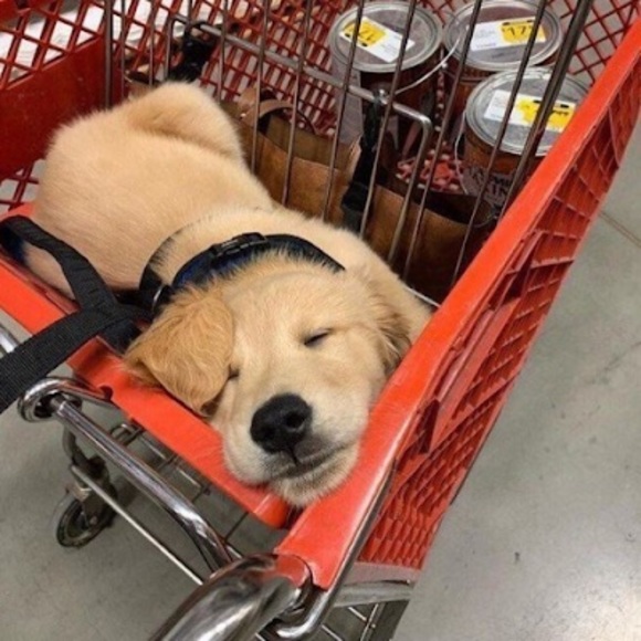 Meet your Posher, Liam - Picture 1 of 1